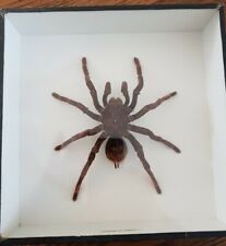 Entomologie mygale perou d'occasion  Nantes-