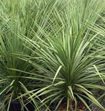 Dracaena spikes seeds for sale  Litchfield