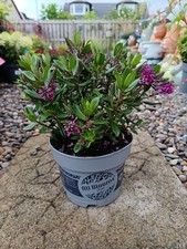 Purple flowering hebe for sale  LARGS