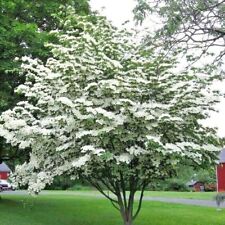 12 SEMENTES COREANAS KOUSA DOGWOOD - Cornus kousa comprar usado  Enviando para Brazil