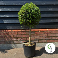 Mini privet tree for sale  BRAINTREE