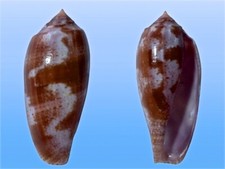 Usado, Conidae, Conus tulipa, Tulear, Madagascar, 51 mm, BEAUTIFUL COLORS comprar usado  Enviando para Brazil