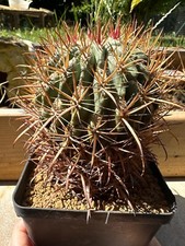 Ferocactus fordii baja usato  Valdastico