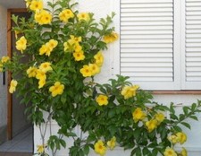 Brown bud allamanda for sale  Mobile