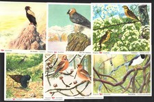 finches for sale finches for sale BRIDPORT