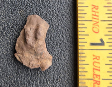 Triassic dinosaur footprint for sale  Morristown