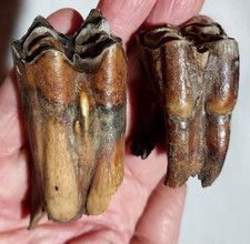 Bison upper tooth for sale  USA