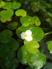 Frogbit hydrocharis morsus for sale  LINCOLN