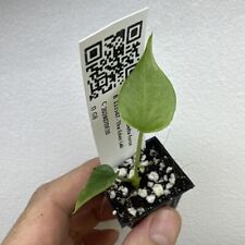 Anthurium delta force for sale  STAINES-UPON-THAMES