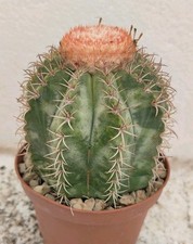 Melocactus matanzanus variegat usato  Brindisi