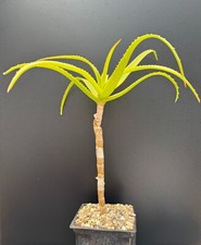 Aloe arborescens candelabra for sale  Marana