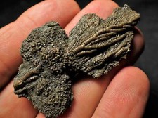Uncommon fossil crinoid for sale  BRISTOL