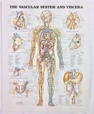 Vintage anatomical chart for sale  Cave Creek
