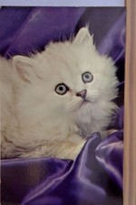 Need friend kitten for sale  Glenview