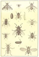 Flies. house stable for sale  LONDON