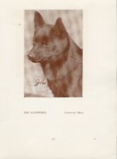 Schipperke old vintage for sale  COLEFORD