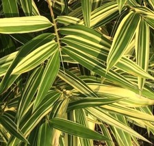 Shiroshima japanese bamboo for sale  Republic