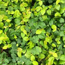 Cuttings ficus pumila for sale  High Ridge