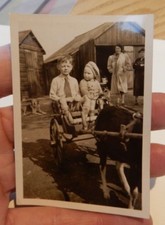 Goat cart kids for sale  UK