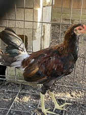 game fowl for sale game fowl for sale Elkhorn City