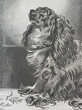 Antique engraving pet for sale  WORCESTER