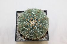 Astrophytum asterias 25 Years GIANT rare cacti mammillaria pelecyphora MARcacti na sprzedaż  PL