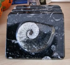 Polished orthoceras goniatite for sale  ST. LEONARDS-ON-SEA