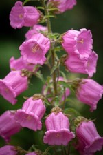 Pots plants campanula for sale  GRANTHAM