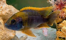 Lawanda peacock cichlid for sale  Liberty