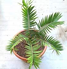 Encephalartos lebomboensis lon usato  Napoli