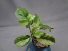 aucuba japonica for sale  USA