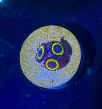Belladonna rare zoa for sale  HATFIELD