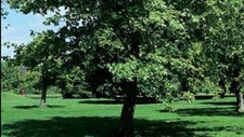 PLANO ORIENTAL 25 SEMENTES PLATANUS ORIENTALIS comprar usado  Enviando para Brazil