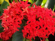 Super king tropical for sale  Bowling Green