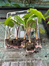Colocasia white lava for sale  SALTASH