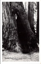 Vintage postcard redwood for sale  Vallejo