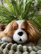 Perfect petzzz cavalier for sale  Metairie