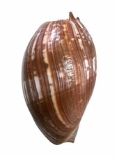 Volutidae melo amphora usato  Roma