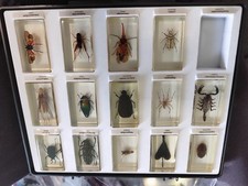 Insekten acryl gebraucht kaufen  Dresden