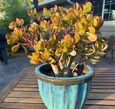 jade plant for sale jade plant for sale ANTRIM