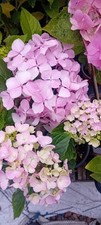 Potted hydrangea plants for sale  COLCHESTER