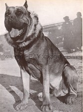 Dog dogue bordeaux d'occasion  Expédié en Belgium