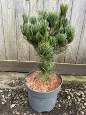 Blue japanese white for sale  CHORLEY