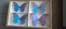 Papillons morpho didius d'occasion  Villeneuve-sur-Lot