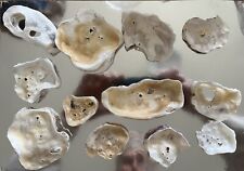 Oyster shells holes for sale  CLACTON-ON-SEA