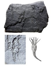 Rare british ordovician for sale Rare british ordovician for sale  TELFORD