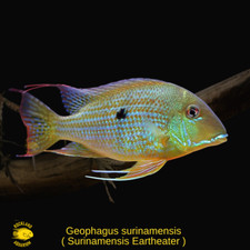 Geophagus surinamensis surinam for sale  Nanuet