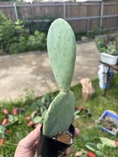 Opuntia ellisia spineless for sale  Fort Worth