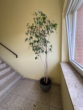 Ficus benjamin große gebraucht kaufen Ficus benjamin große gebraucht kaufen  Hannover