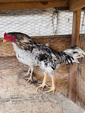 Pakistani asil aseel for sale  Danville